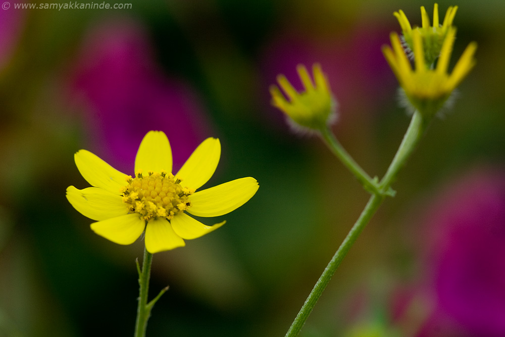 Senecio grahami kaas