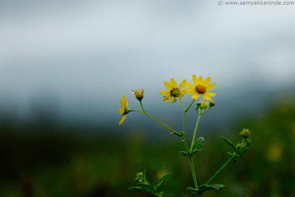 Senecio grahami scape kaas