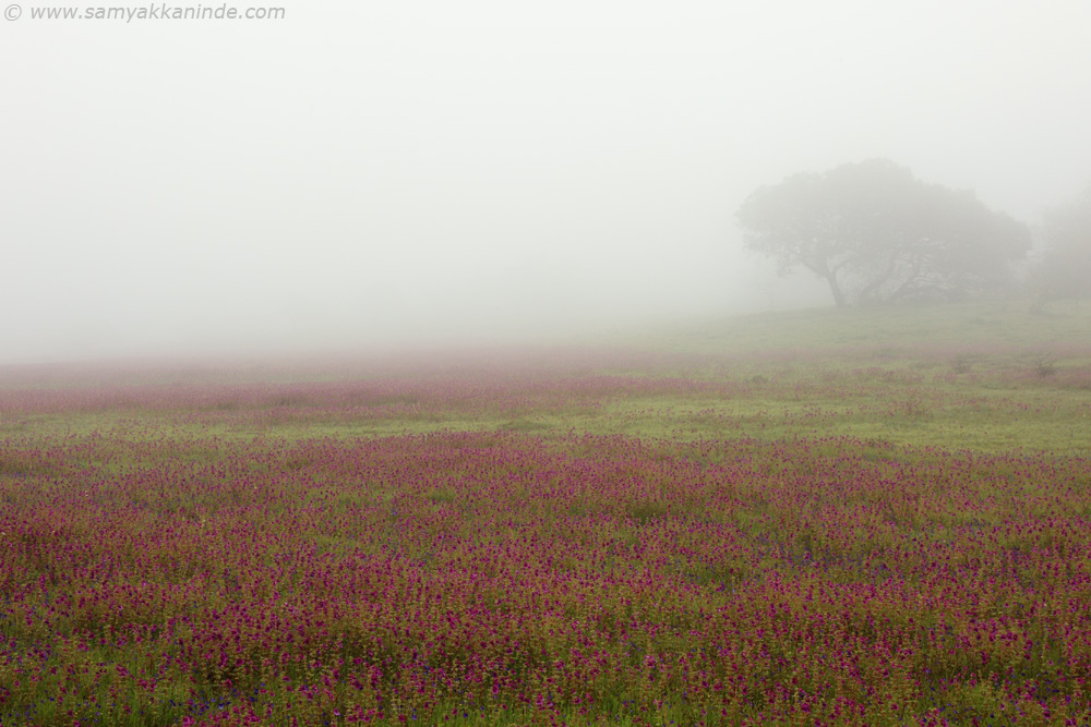 The misty morning of kaas