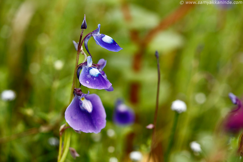  Utricularia purpurascens kaas