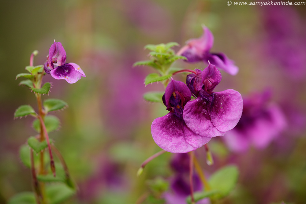 Impatiens oppositifolia kaas