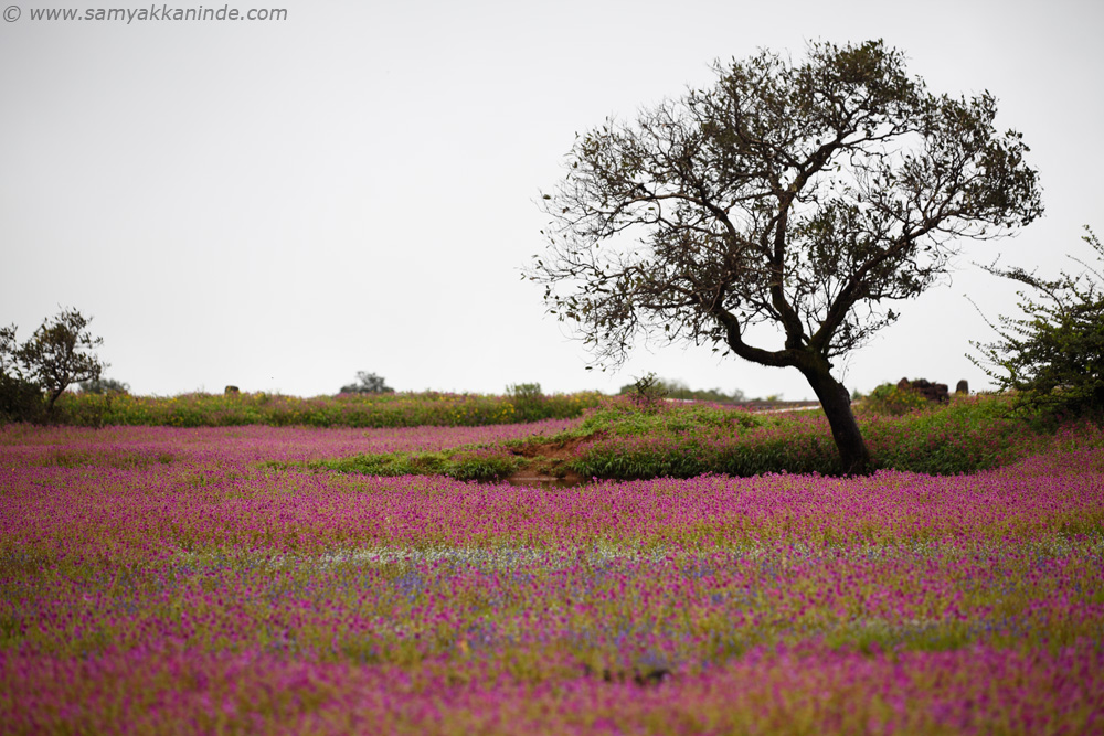 The tree and blossom on the ground kaas