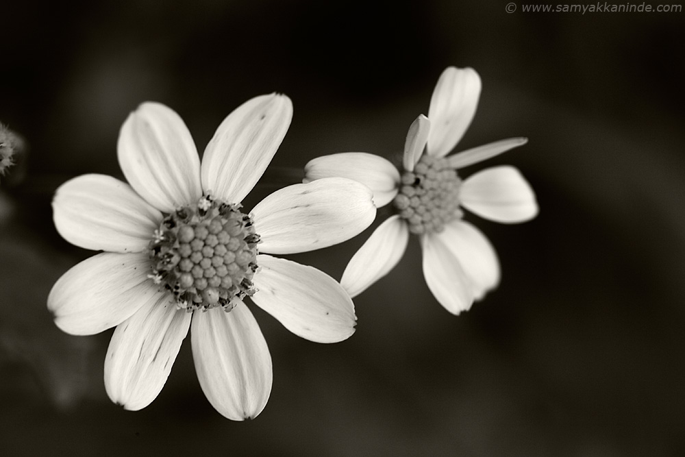 Senecio grahami kaas