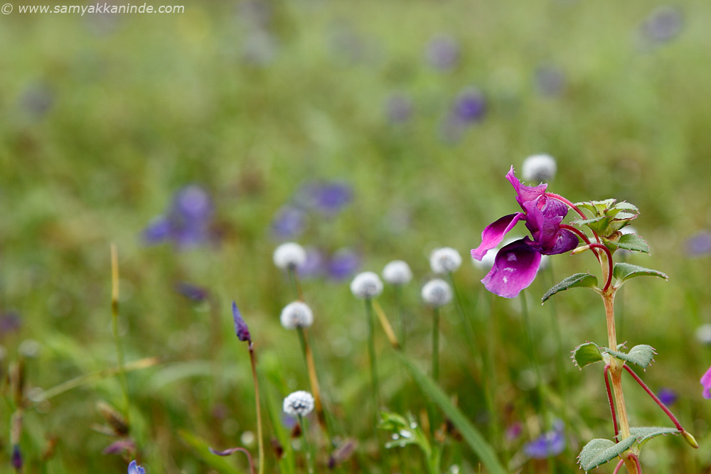 Impatiens oppositifolia kaas