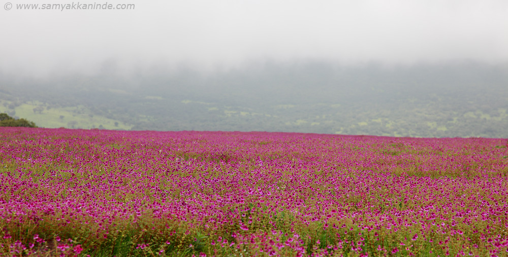 kaas landscape