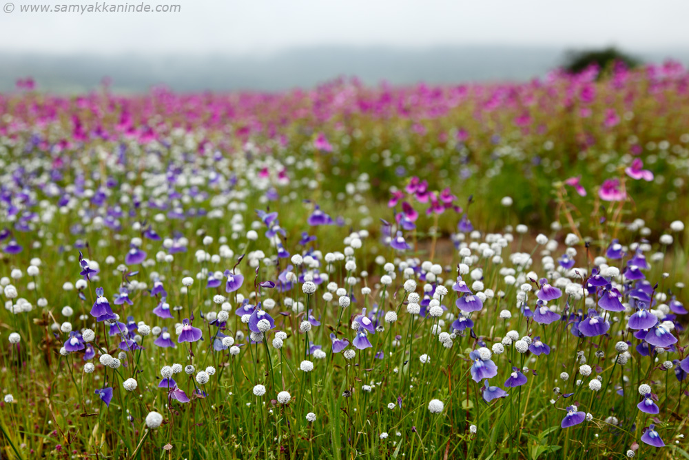 flowerscape of kaas