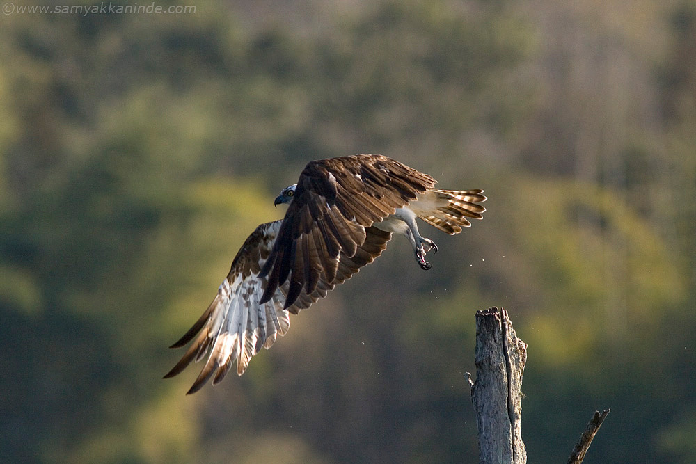 Osprey leaving its perch.
