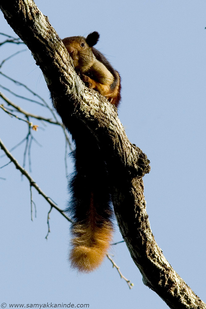 malabar giant squirrel