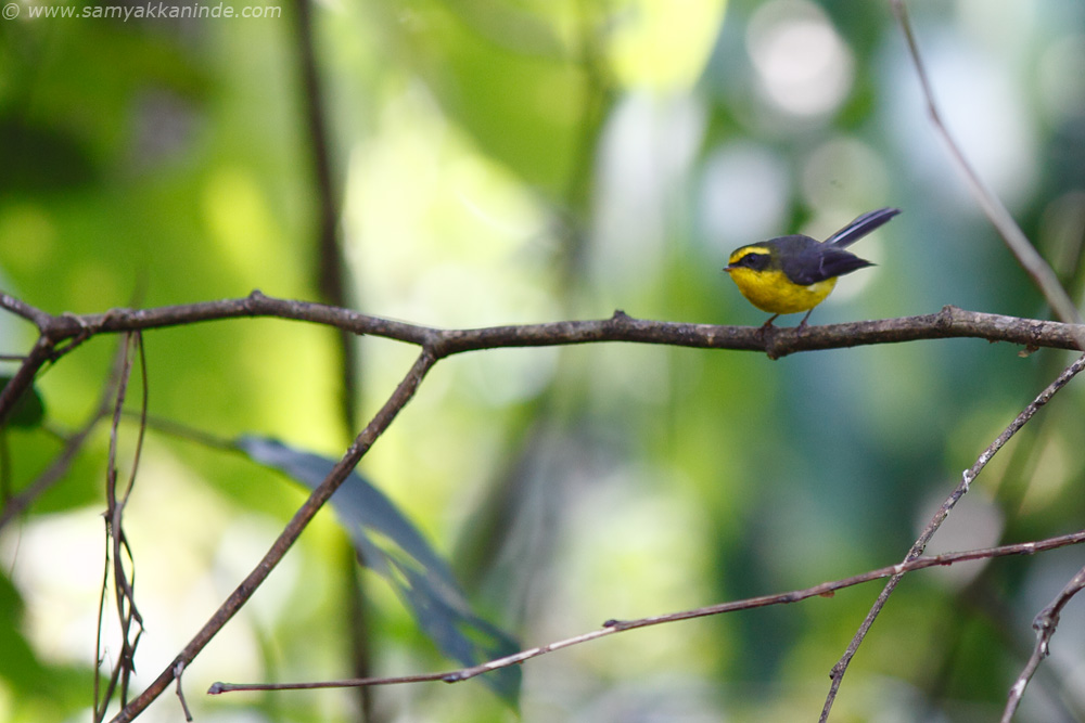 The Yellow-bellied Fantail (Rhipidura hypoxantha)