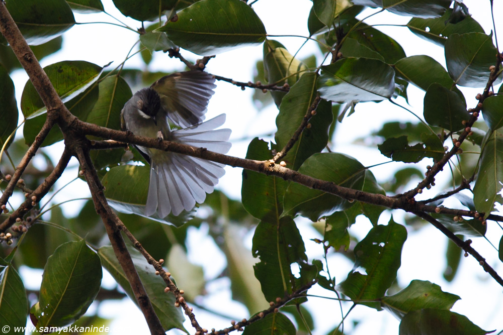 The Ashy Bulbul (Hemixos flavala)