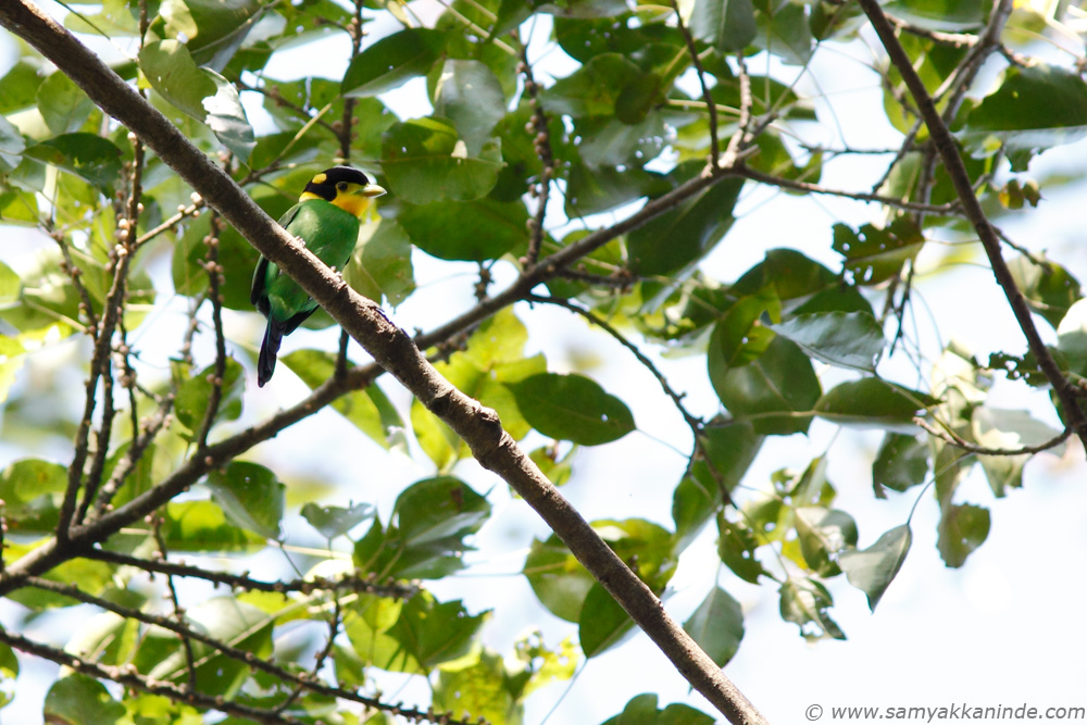 Long tailed Broadbill (Psarisomus dalhousiae)