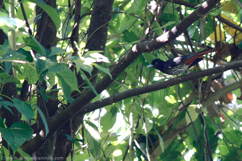 The Maroon Oriole (Oriolus traillii)