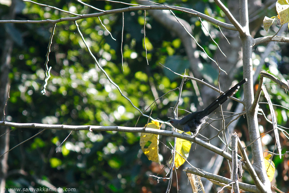 The Green-billed Malkoha (Phaenicophaeus tristis)