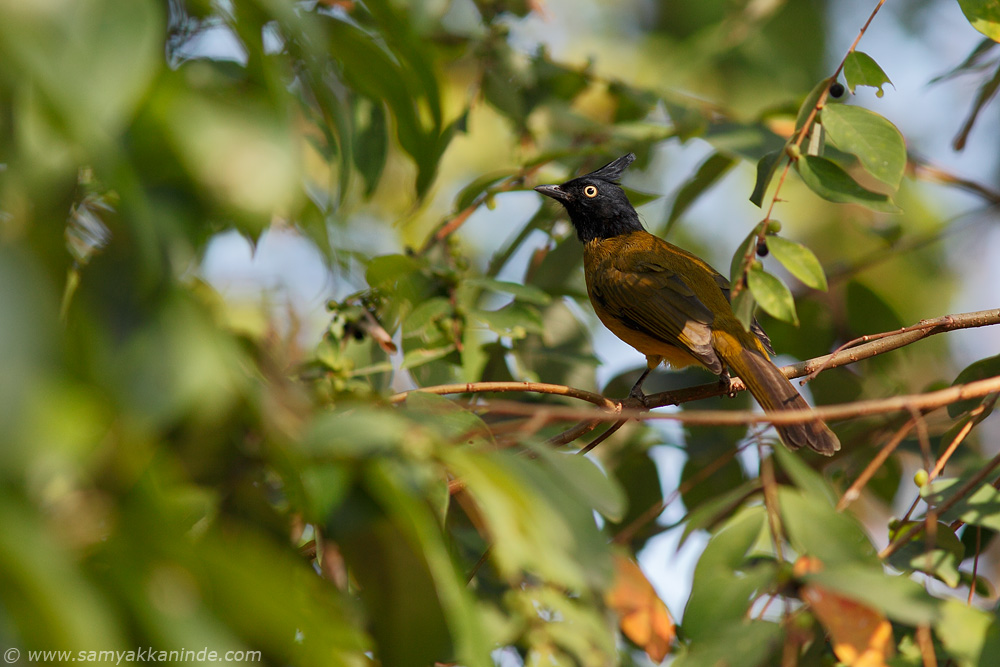 The Black-crested Bulbul (Pycnonotus melanicterus)