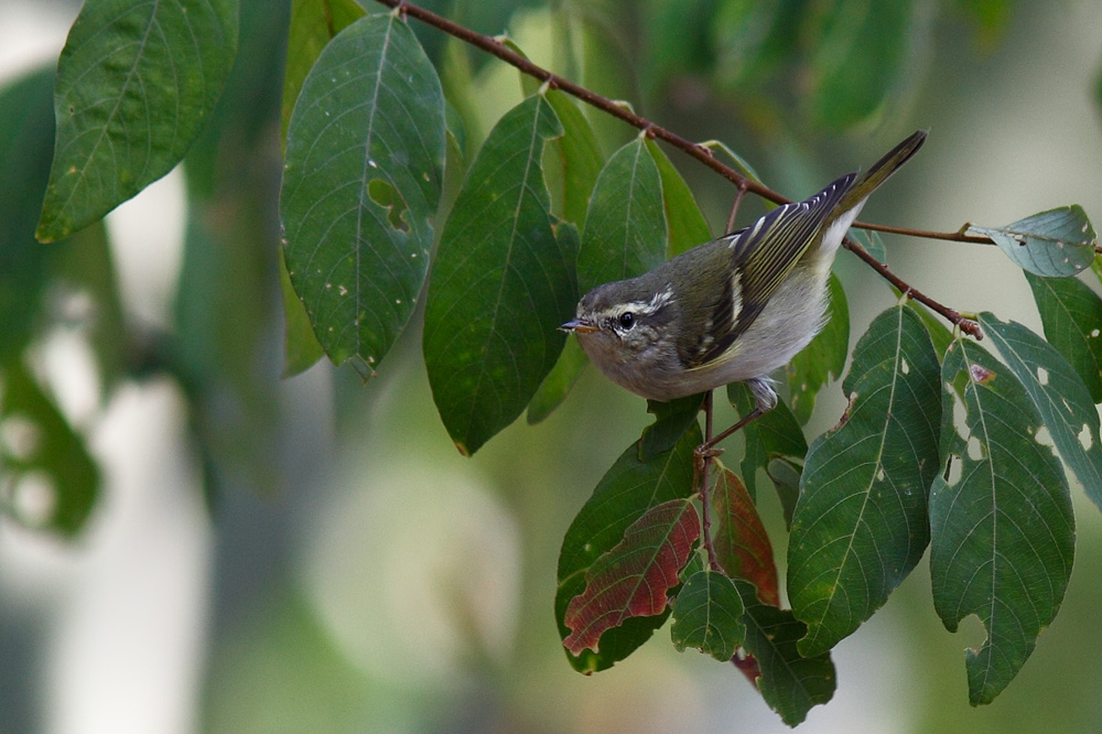 The Yellow-browed Warbler (Phylloscopus inornatus)