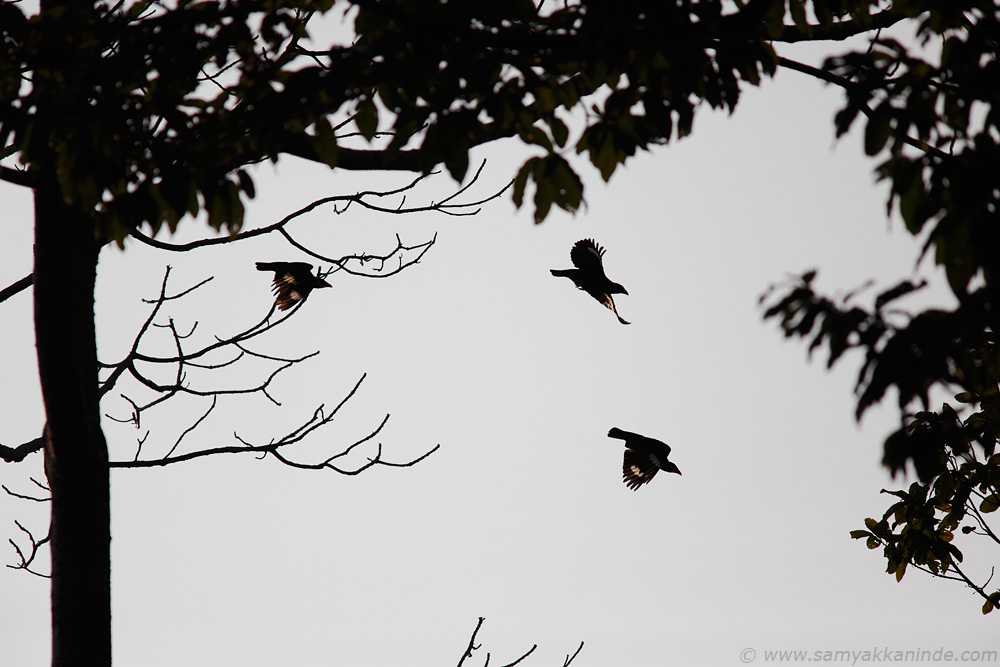 The Common Hill Myna (Gracula religiosa)