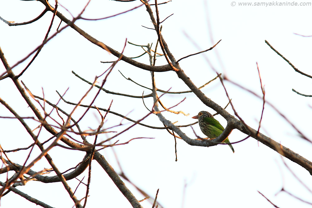 The Lineated Barbet (Megalaima lineata)