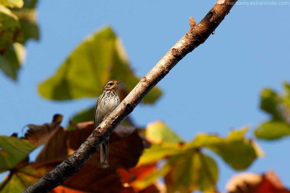 Tree Pipit (Anthus trivialis)