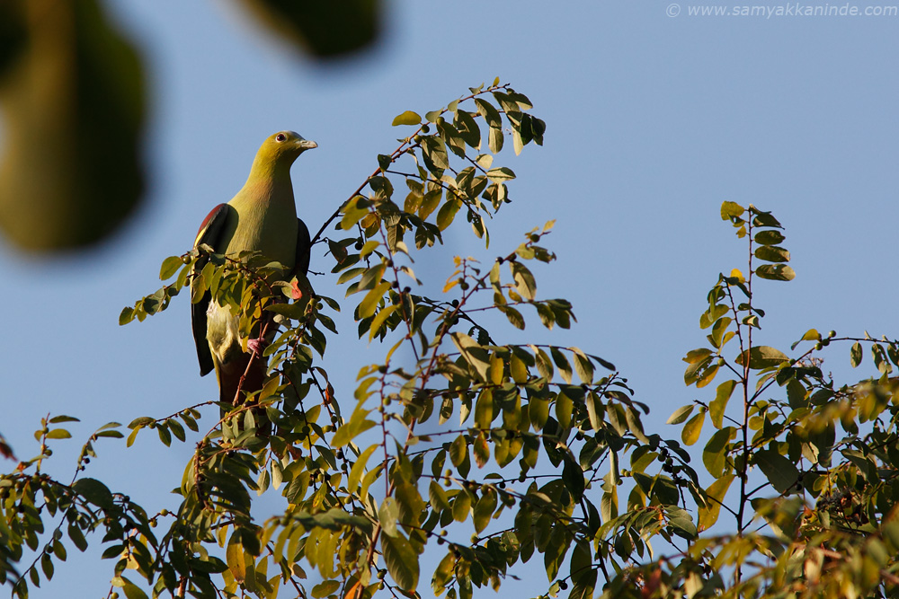 The Pompadour Green Pigeon (Treron pompadora)