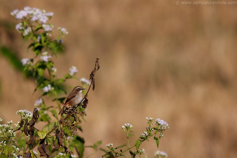 The Grey Bushchat (Saxicola ferreus)