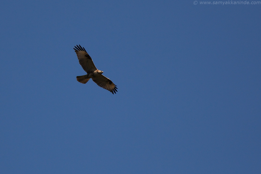 The Long-legged Buzzard (Buteo rufinus)