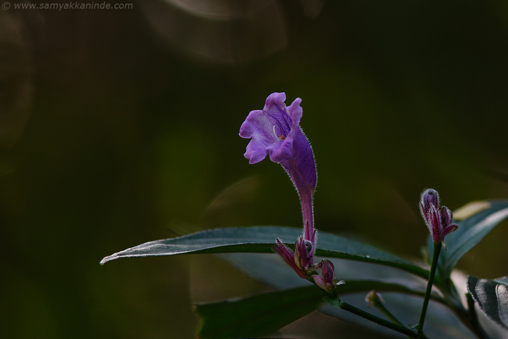 flower