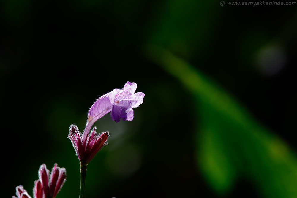 The wild flower