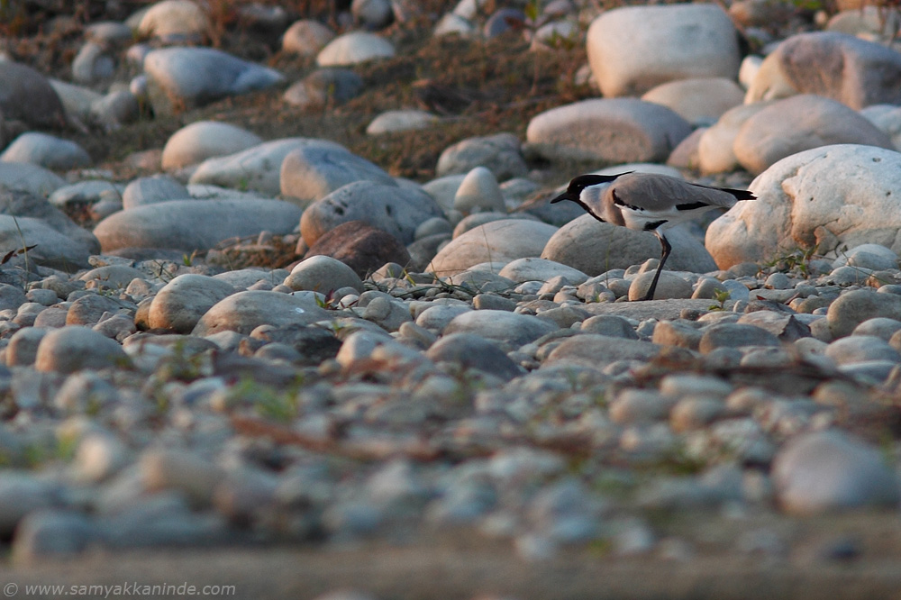 The River Lapwing (Vanellus duvaucelii)