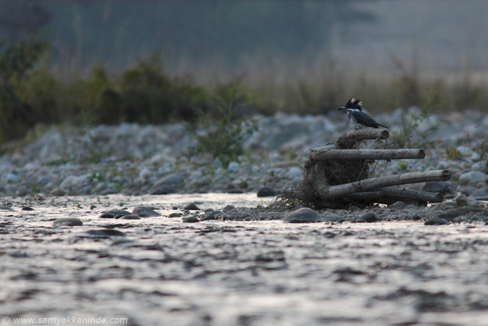 The Crested Kingfisher (Megaceryle lugubris)