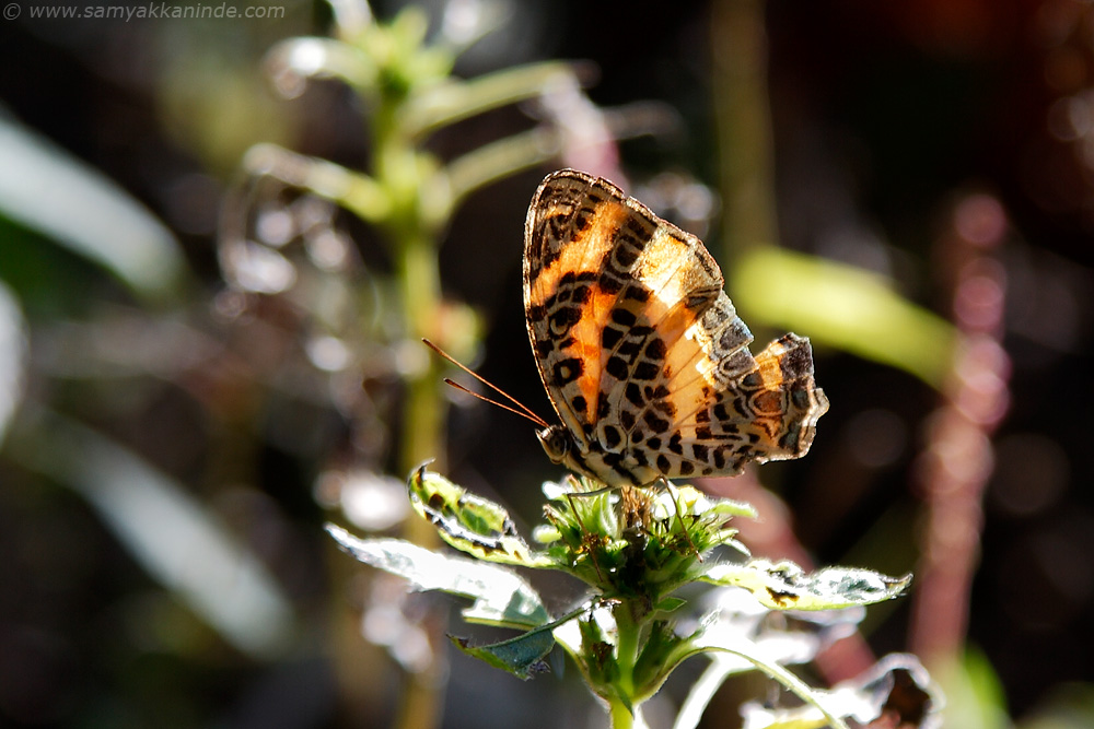 The Himalayan Jester (Symbrenthia hypselis)