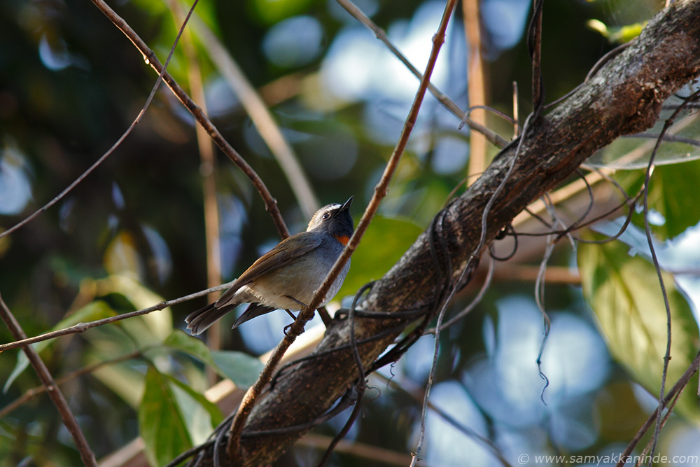 The Rufous-gorgeted Flycatcher (Ficedula strophiata)