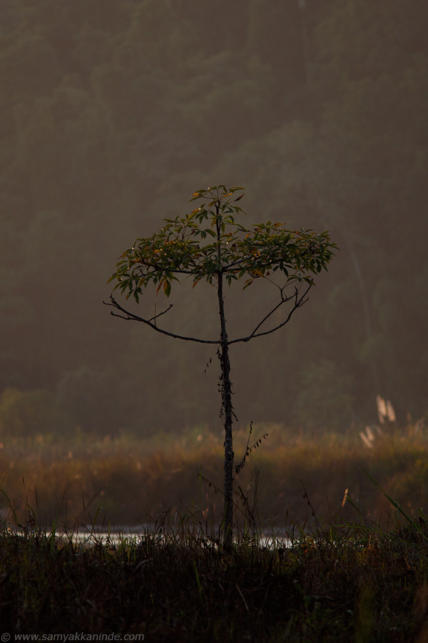 The tree in evening light.