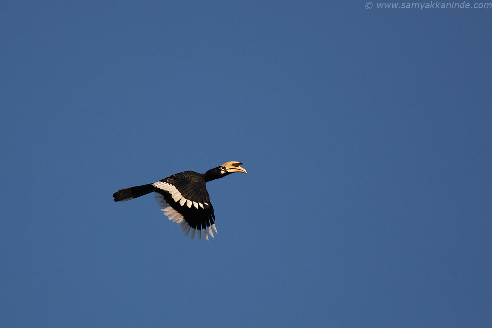 The Oriental Pied Hornbill (Anthracoceros albirostris)