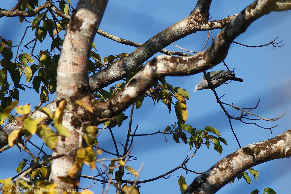 The Green Imperial Pigeon (Ducula aenea)