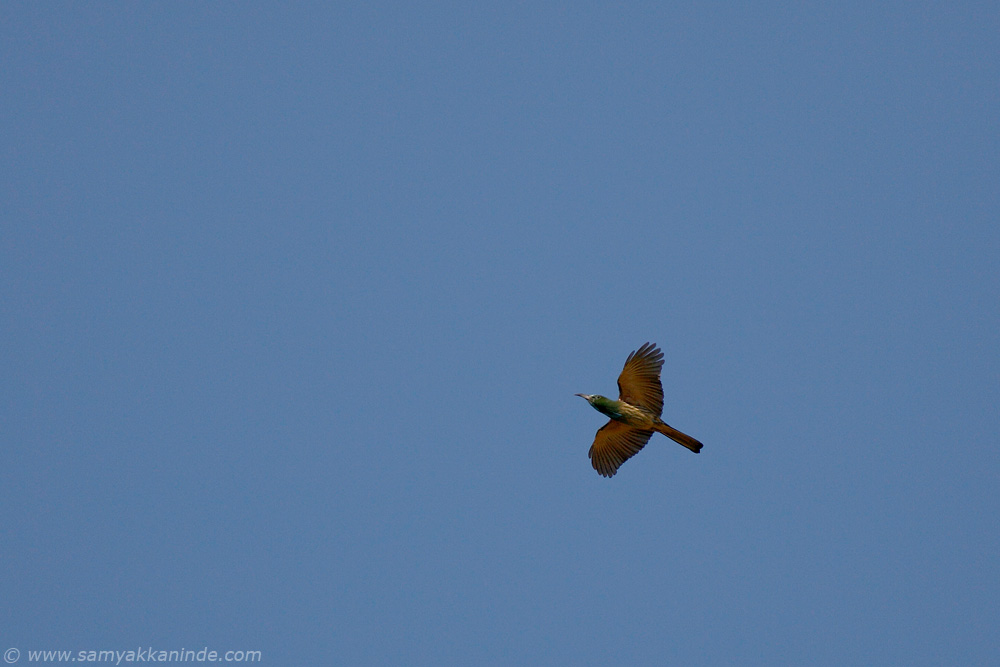 The Blue-bearded Bee-eater (Nyctyornis athertoni)