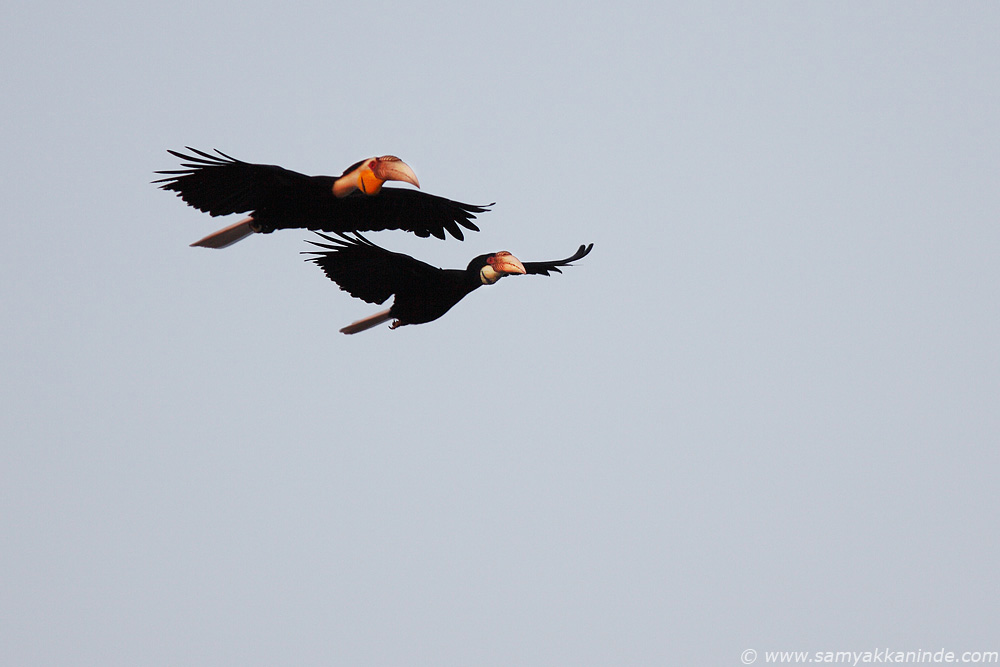 The Wreathed Hornbill (Rhyticeros undulatus)