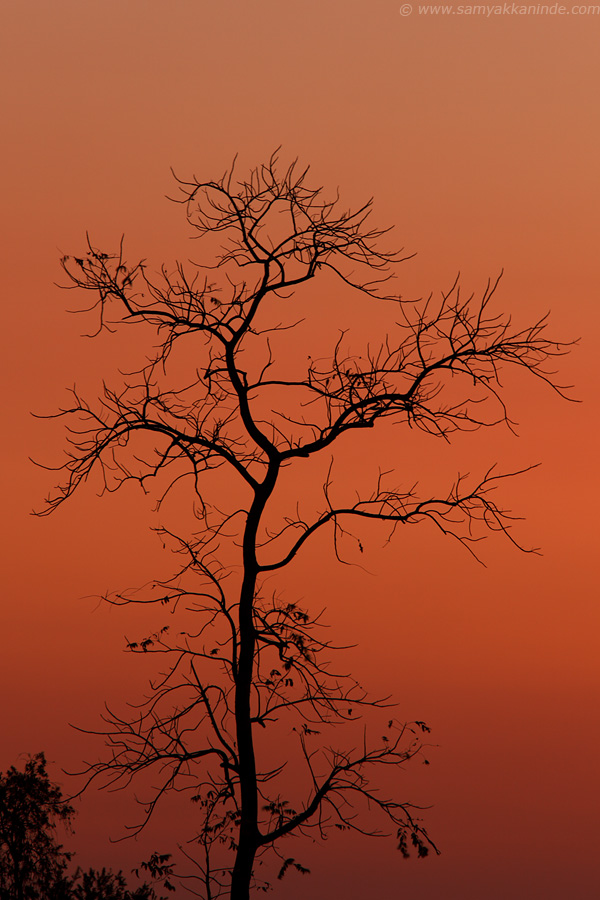 The The bare tree against a sunset sky.