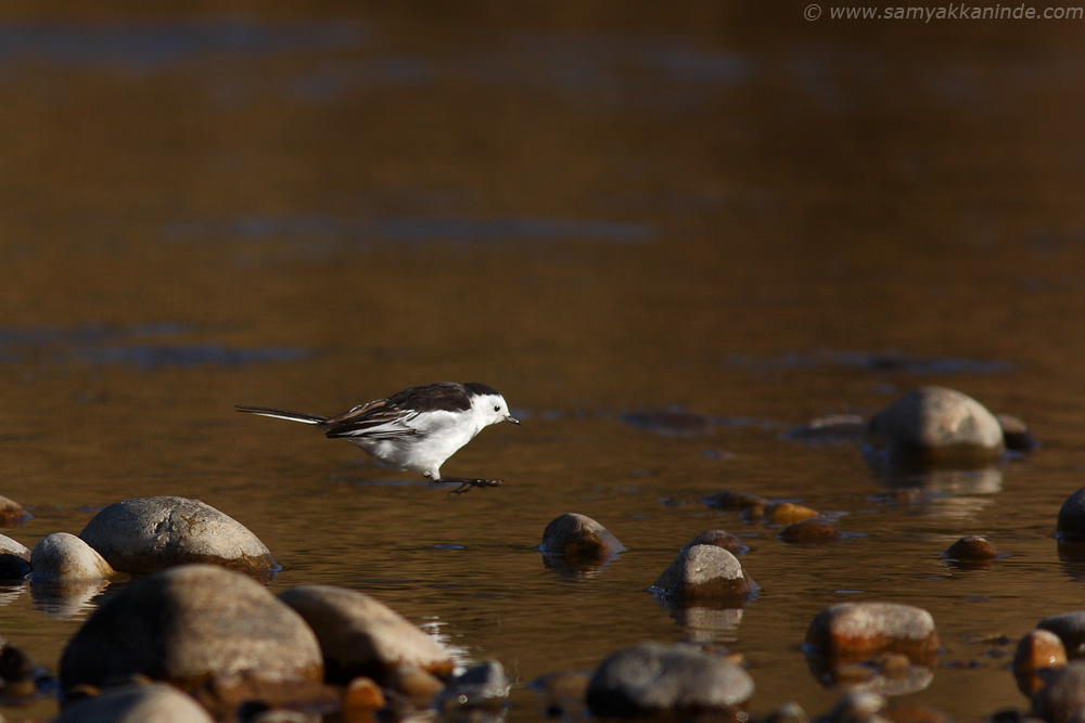 The White Wagtail (Motacilla alba)