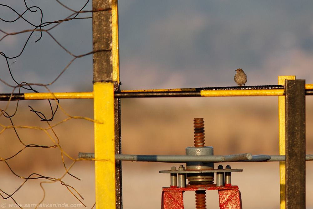 The Plumbeous Water-redstart (Rhyacornis fuliginosa)