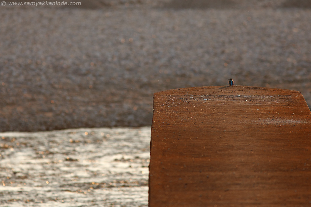 The Common Kingfisher (Alcedo atthis)