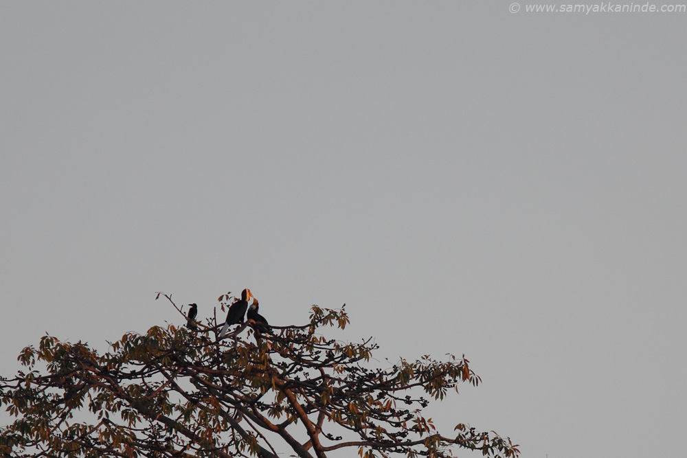 The Wreathed Hornbill (Rhyticeros undulatus)