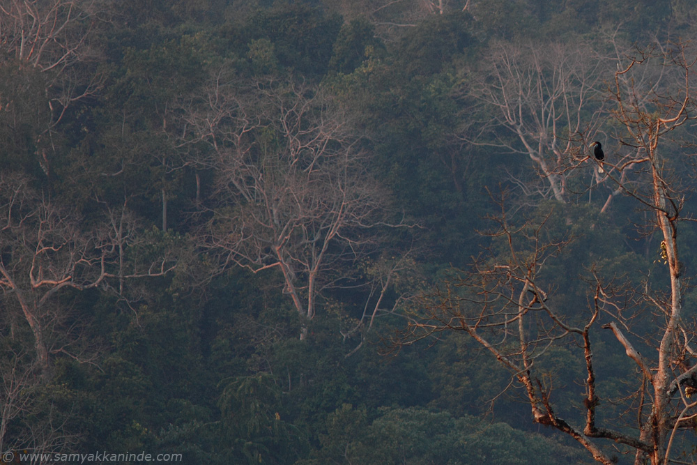 The Wreathed Hornbill (Rhyticeros undulatus) female