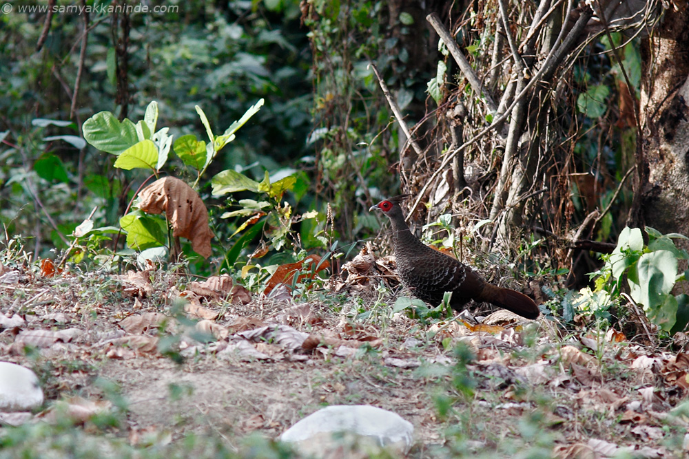 The Kalij Pheasant (Lophura leucomelanos)