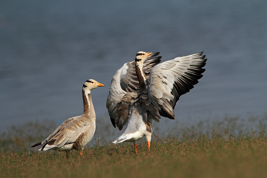 The bar-headed goose (Anser indicus) pair