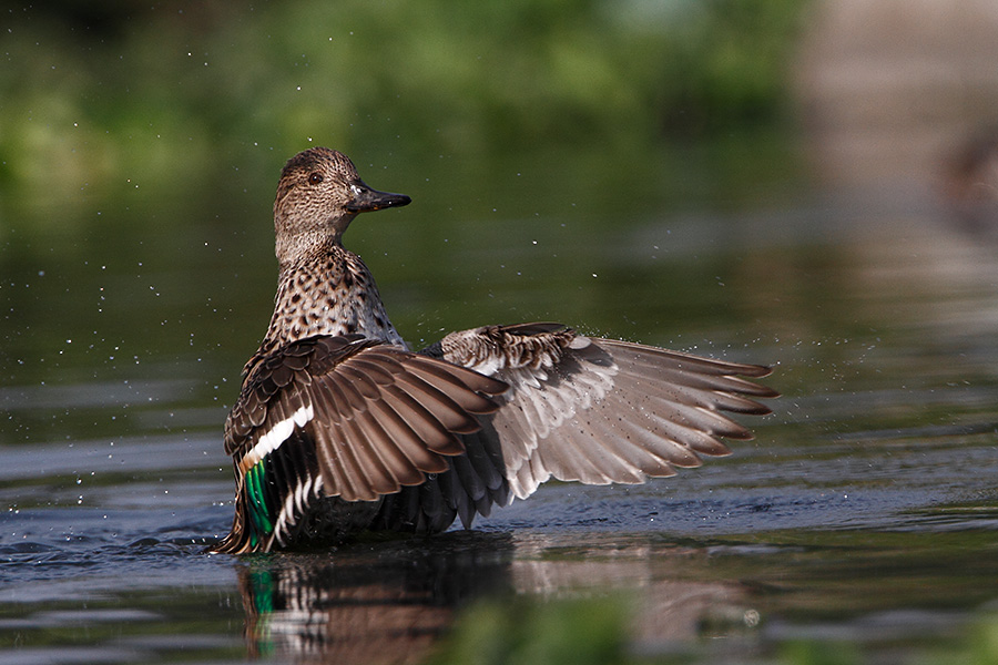 The Eurasian teal or common teal (Anas crecca)