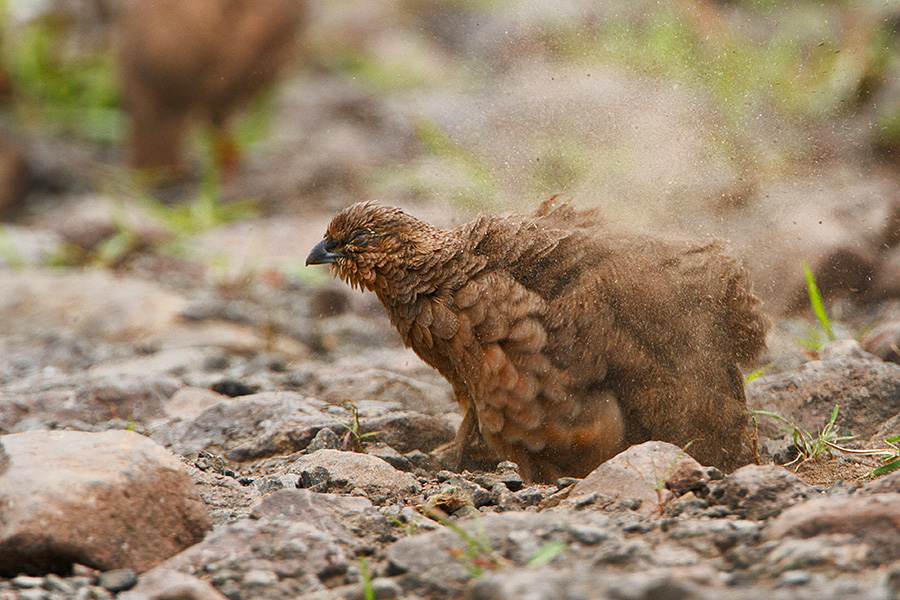The rock bush quail (Perdicula argoondah) dustbath