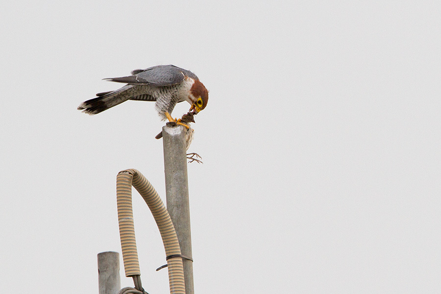 The red-necked falcon or red-headed merlin (Falco chicquera) 