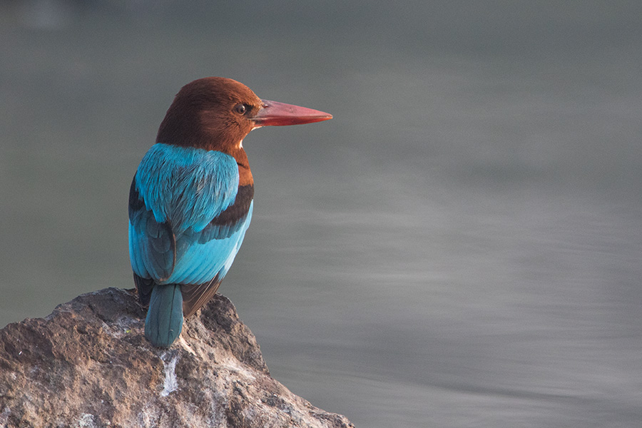 The white-throated kingfisher (Halcyon smyrnensis)
