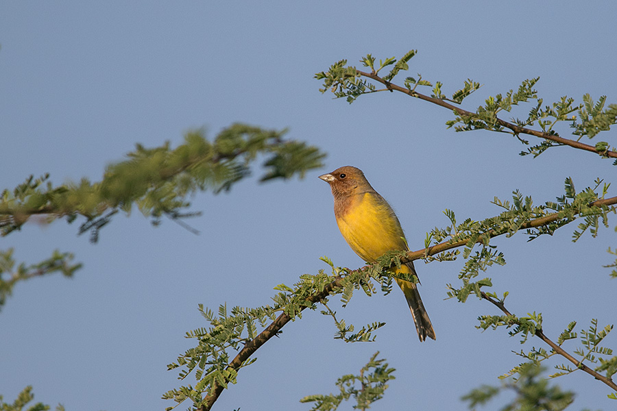 The red-headed bunting (Emberiza bruniceps) 