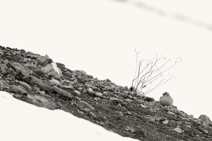 Tibetan Snowfinch (Montifringilla adamsi adamsi)